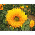 High Germination Rate Sunflower Seeds for sale Flower Gardening Seeds For Growing